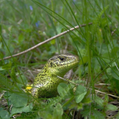 Jašterica kratkohlavá