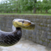 Aesculapian snake