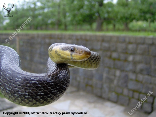 Aesculapian snake