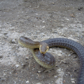 Aesculapian snake