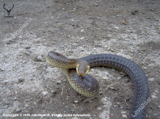 Aesculapian snake