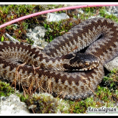 Vipera berus