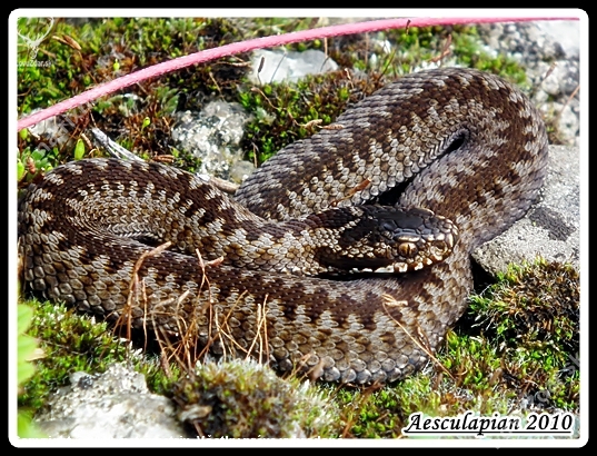 Vipera berus