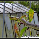 Aesculapian snake