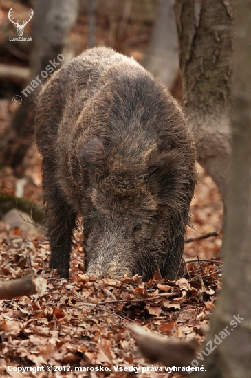 Kanček