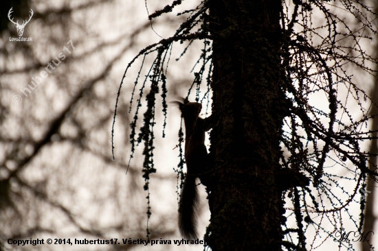 Sciurus vulgaris