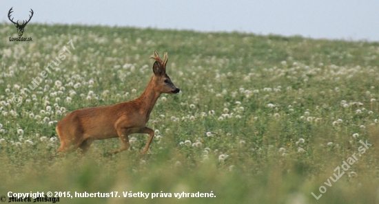 Capreolus