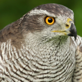 Jastrab lesný (Accipiter gentilis)