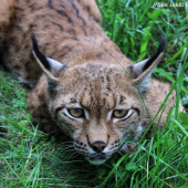 Rys ostrovid (Lynx lynx)