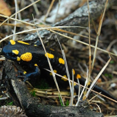 salamandra škvrnitá