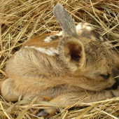 Dobrú noc Bambi