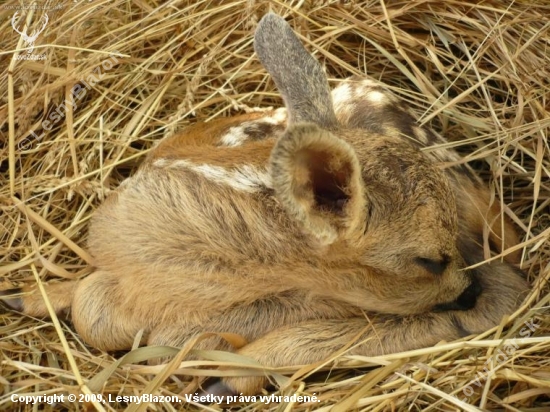 Dobrú noc Bambi