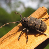 vrzúnik orechový (Messosa curculionoides)