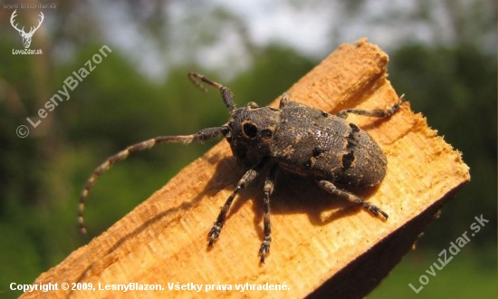 vrzúnik orechový (Messosa curculionoides)