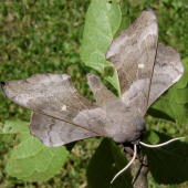 lišaj topoľový