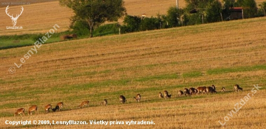 muflóny na každodennej ceste