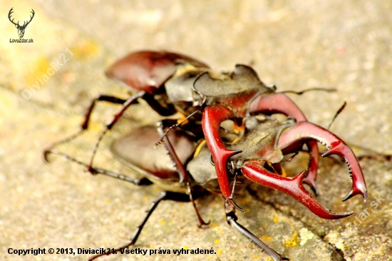 Lucanus cervus - Roháč obyčajný