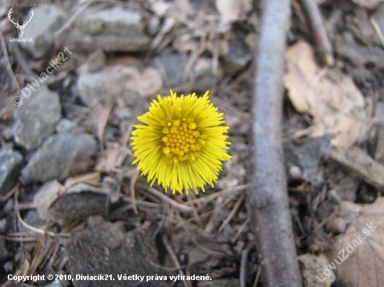 Tussilago farfara - Podbeľ liečivý