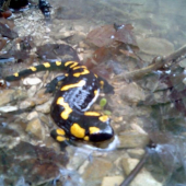 salamandra