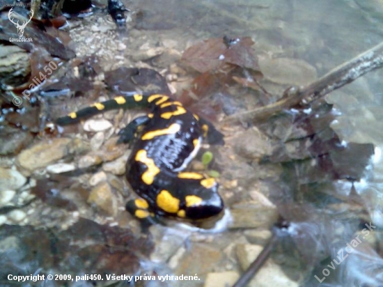 salamandra