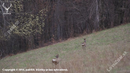 podvečer:) a už začaly otlkať