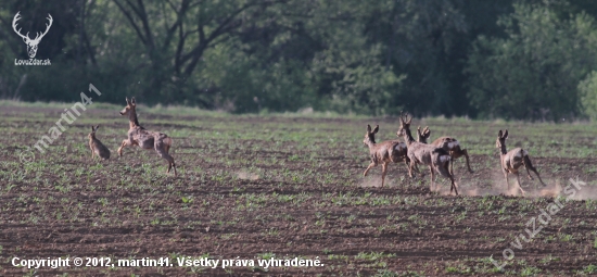 srnčia v behu