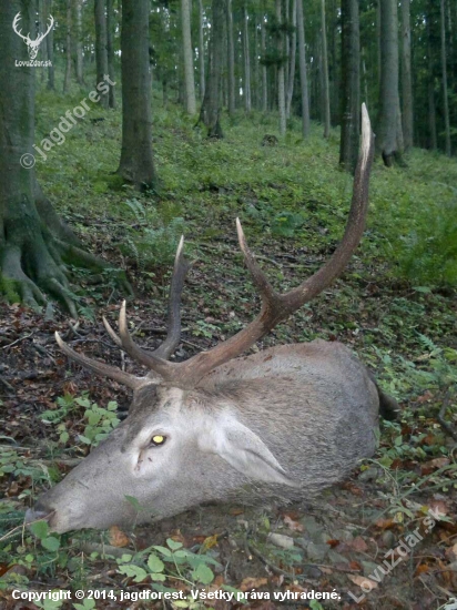 Natroubený...