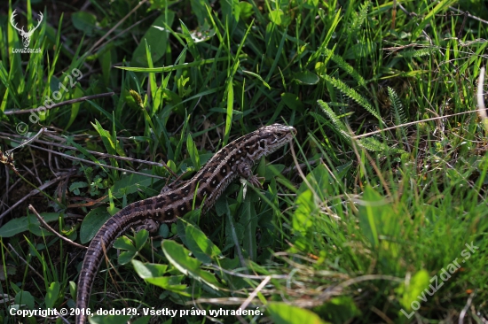 Slovenský krokodil