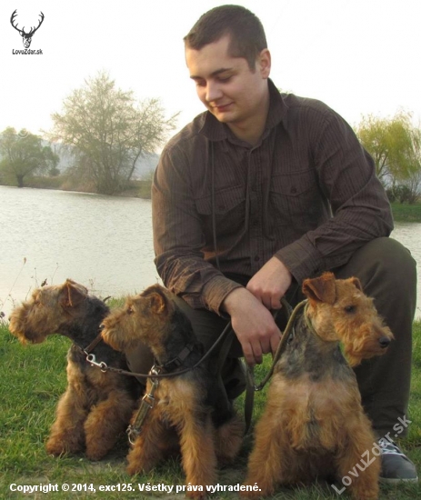 welsh terriers