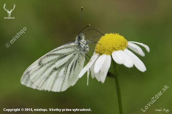 motyl