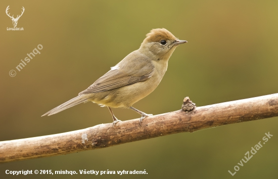 Penica čiernohlavá (Sylvia atricapilla)