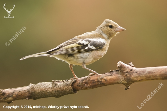 Pinka lesná (Fringilla coelebs) - samička