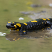 Salamandra