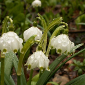 Leucojum vernum subsp.carpaticum