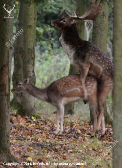 Daňčí láska v raním šeru 2.