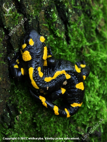 Salamandra