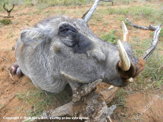 NAMIBIA 2010-prasiatko prvé