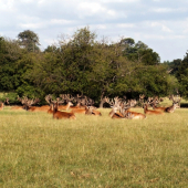 Jelen lesný-Cervus elaphus