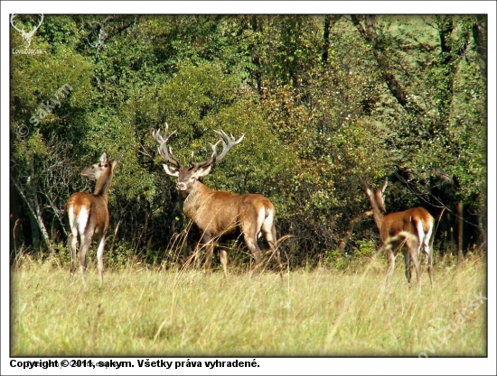 Jelen lesný-Cervus elaphus