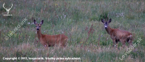 Navždy spolu