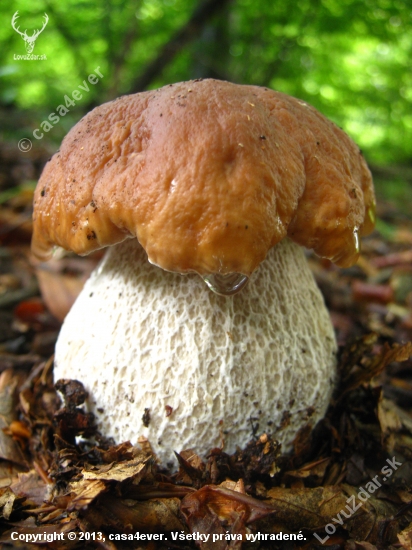 Boletus edilus