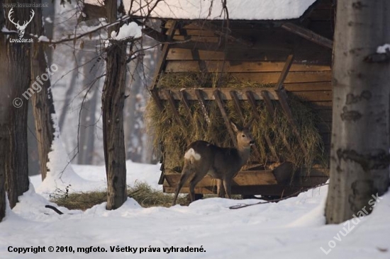 Tohle byl můj fotografický sen-vyfotit v zimě srnce-srnu u krmelce