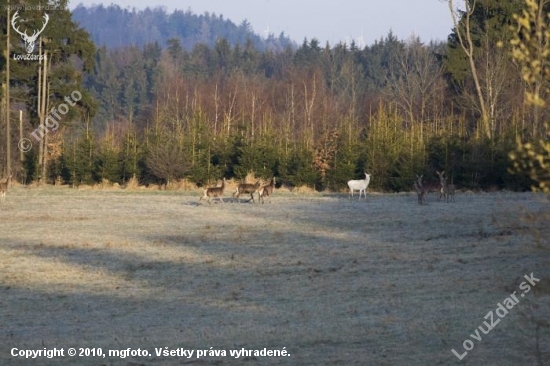 Bílá laň ve volnosti- prý jestli jsem neviděl kozu po opici