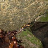 salamandra