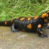 salamandra