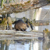 nutria