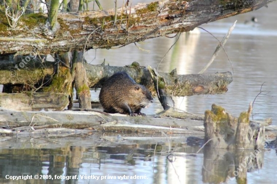 nutria