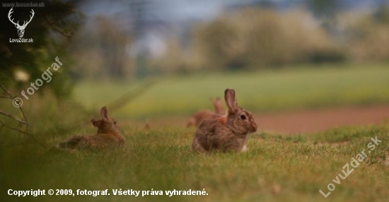 vizera ako kralik