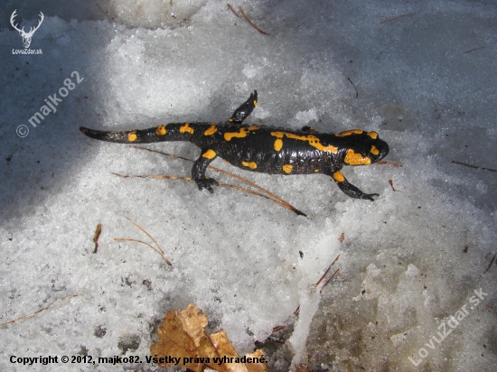 fotoúlovok , salamandra škvrnitá