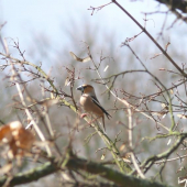 coccothraustes